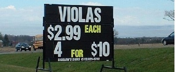 Violas for Sale